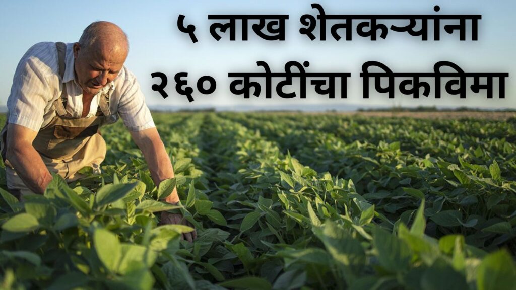 ५ लाख शेतकऱ्यांना २६० कोटींचा पिकविमा